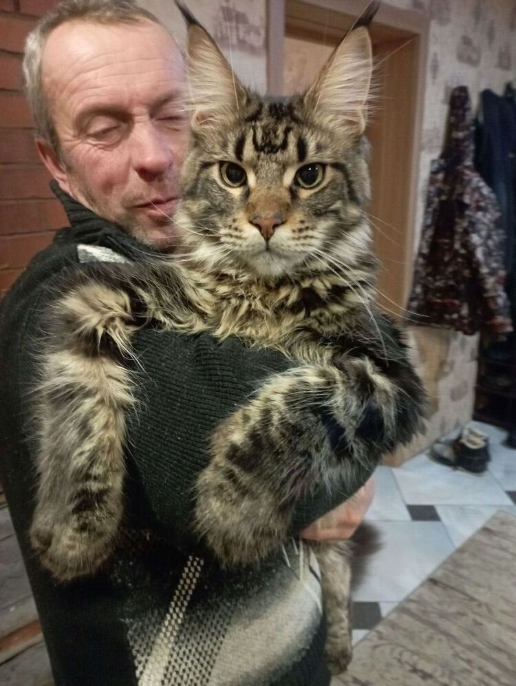 ���������� �����, ���� ������� ��������, 48 ���, ������������ ��� ������, ����� � ���������