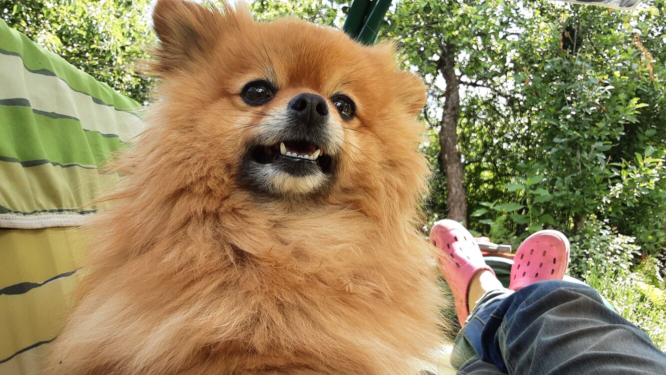 ���������� �����-���������, ���� ������� ����, 49 ���, ������������ ��� ����� � ���������, c�������� ���������