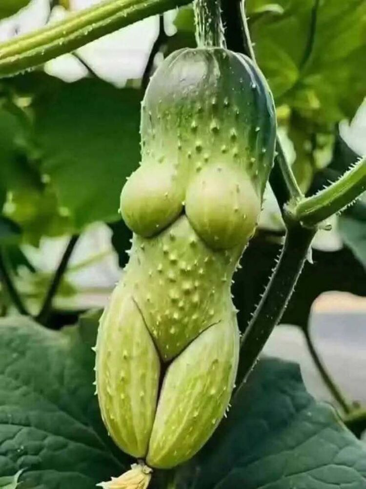 ���� 54793186 ����� ������������, 25 ���, ���� ���������� � ������