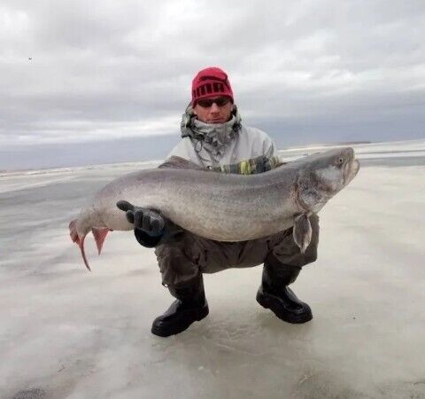 ���������� ���������, ���� ������� ����, 39 ���, ������������ ��� ������, ����� � ���������