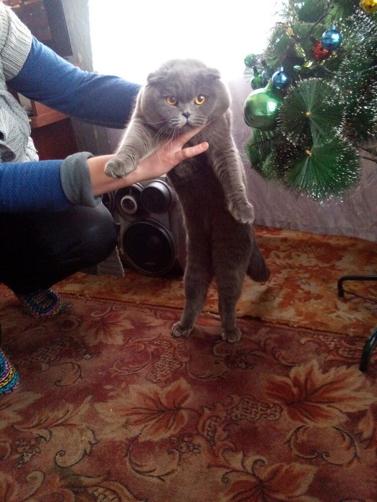 ���� 11824406 ������� �����, 39 ���, ���� ���������� � ��������-���������