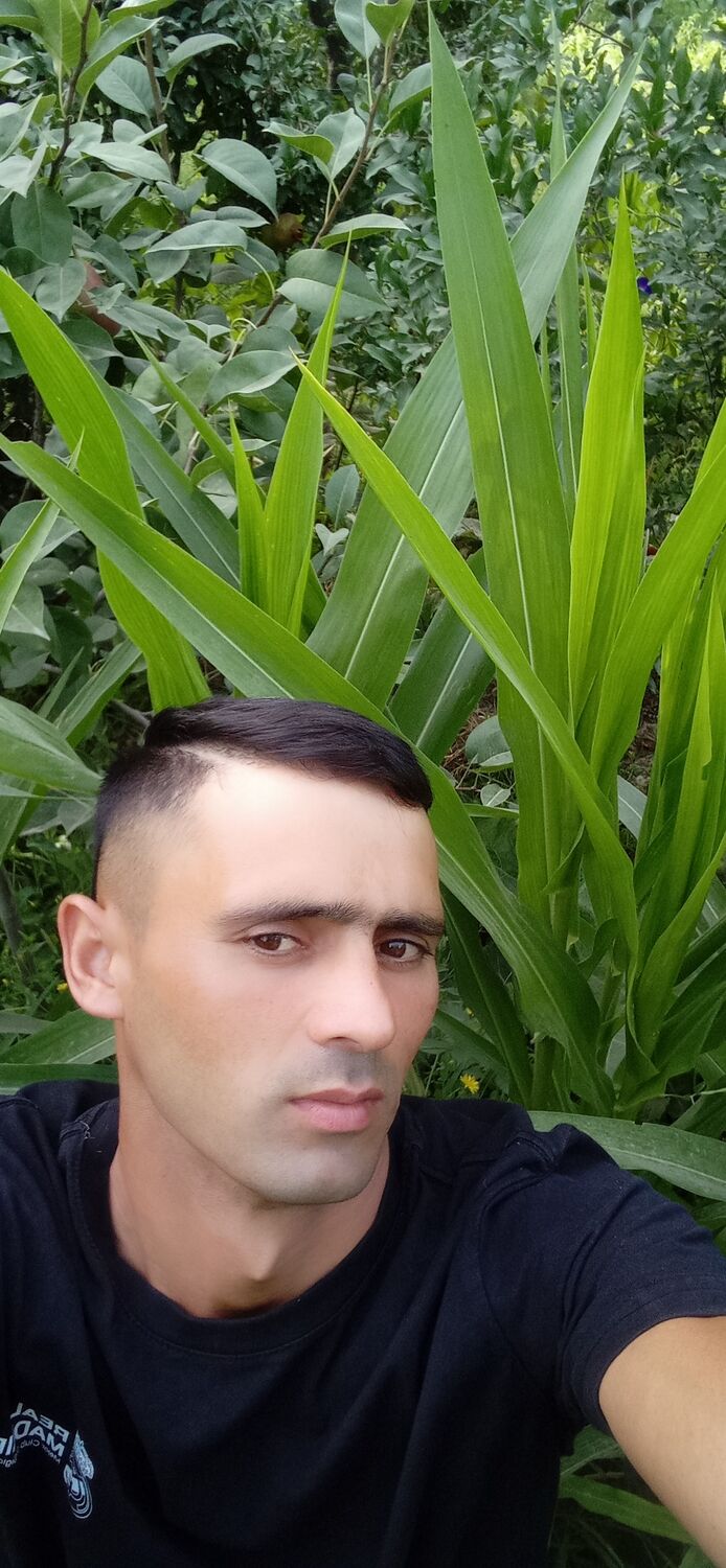  31455086  , 33 ,    -