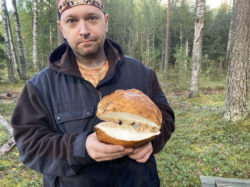  40565586  Sheridan fox, 40 ,    -