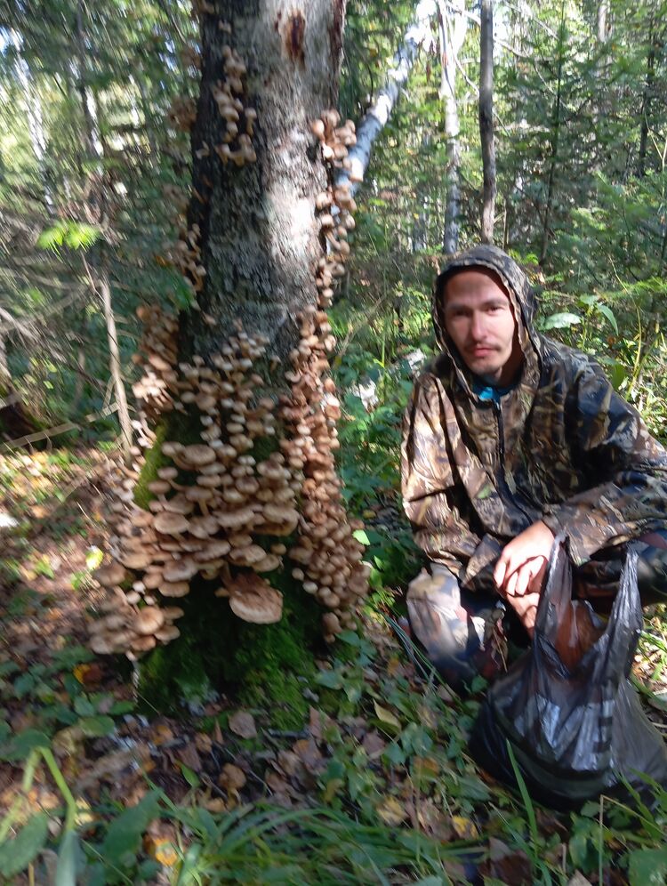 ���������� ���������, ���� ������� �������, 36 ���, ������������ ��� c�������� ���������, ���������