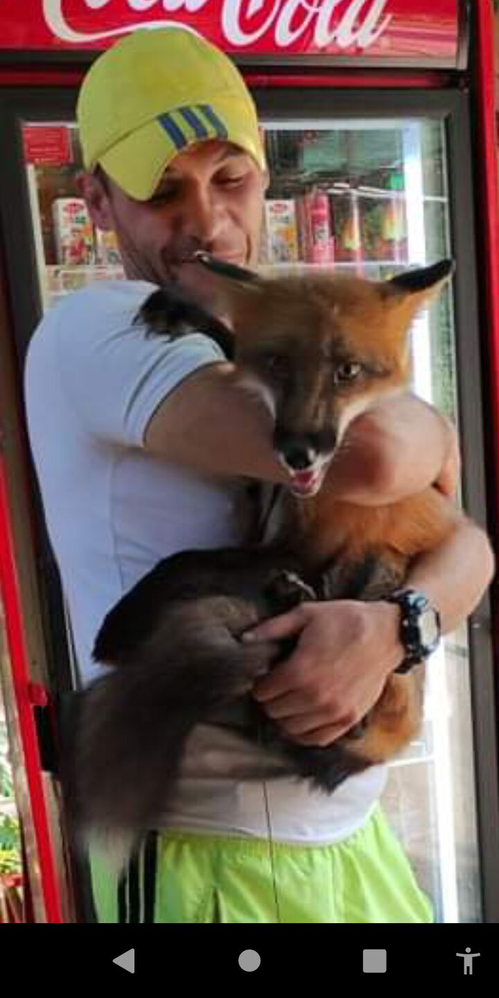 ���������� ���������, ���� ������� ������, 43 ����, ������������ ��� ������, ����� � ���������, c�������� ���������