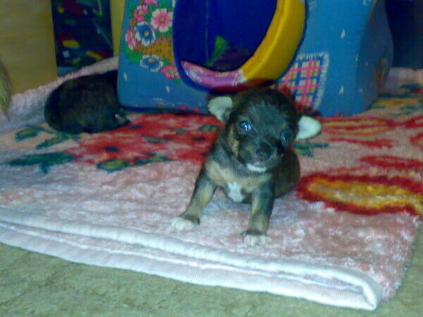 ���� 20307006 ������� ��������, 50 ���, ���� ���������� � ������