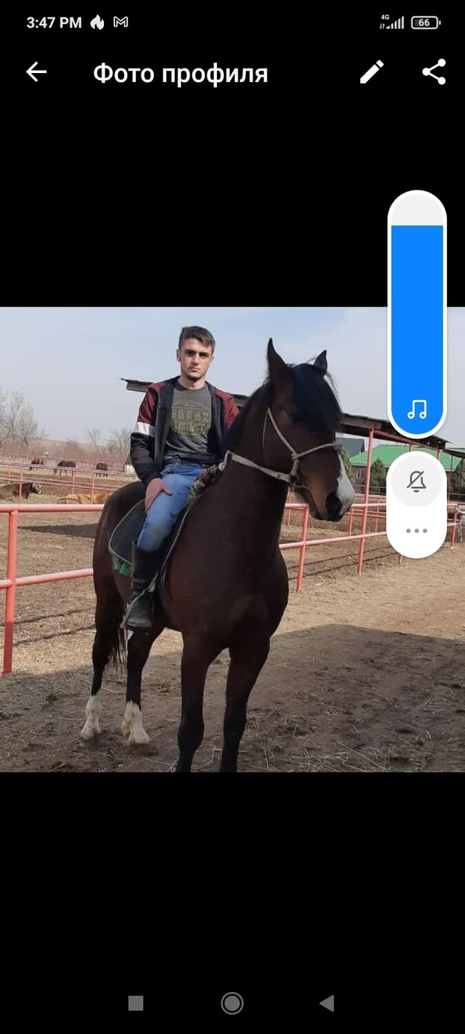 ���� 24609286 ����� �����, 24 ����, ���� ���������� � ������