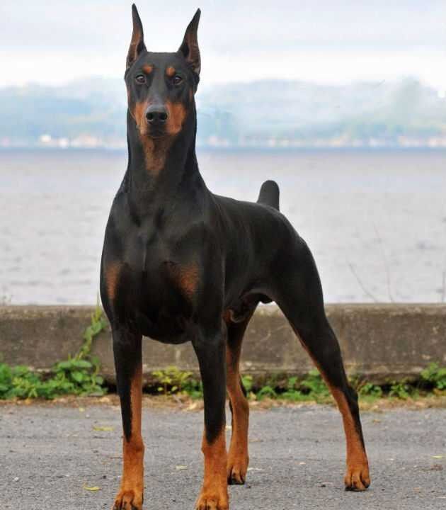 ���� 13032796 ������� ����, 31 ���, ���� ���������� � ������