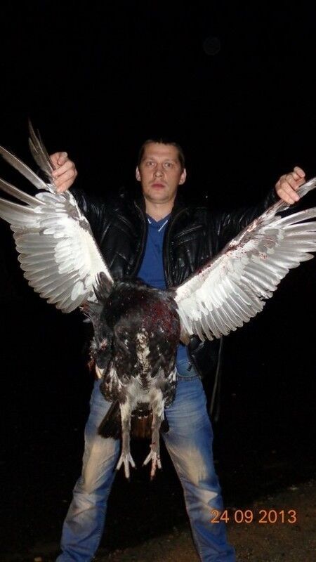 ���������� �����-���������, ���� ������� ���, 41 ���, ������������ ��� ������, ����� � ���������, c�������� ���������