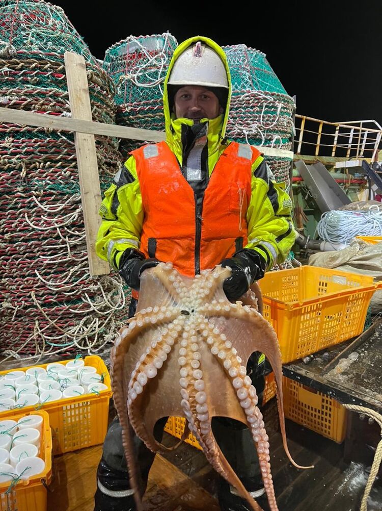 ���� 33486756 ������� ����, 33 ����, ���� ���������� � ����������