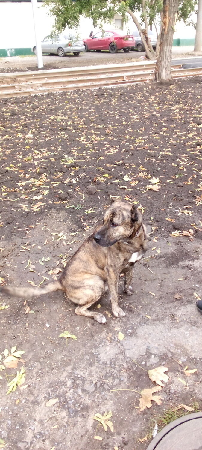 ���������� ��������, ���� ������� Andrey, 37 ���, ������������ ��� ������, ����� � ���������, c�������� ���������