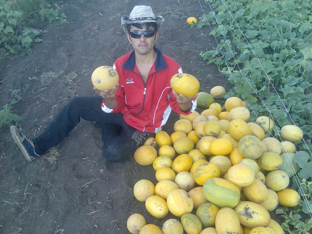 ���������� ��������, ���� ������� Odiljon, 36 ���, ������������ ��� ������, ����� � ���������, c�������� ���������