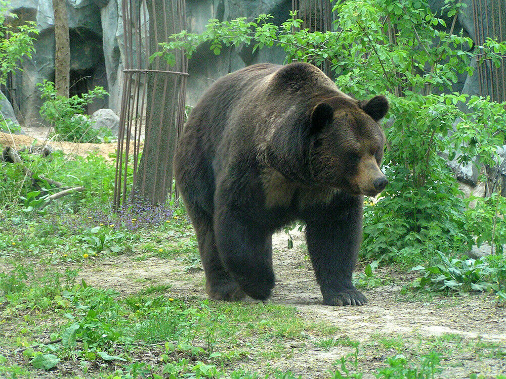 ���� 5074146 ������� ������, 78 ���, ���� ���������� � ������