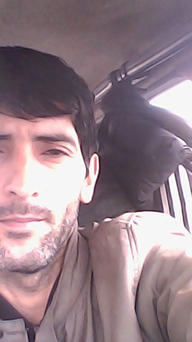 ���� 11062496 ������� Zaya, 40 ���, ���� ���������� � ����������