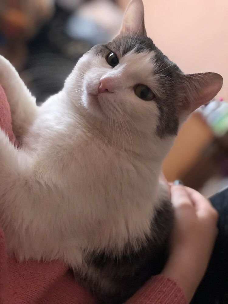 ���� 28355596 ������� ���������, 30 ���, ���� ���������� � �����