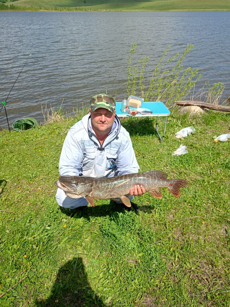 ���� 51704176 ������� ���������, 40 ���, ���� ���������� � ������������