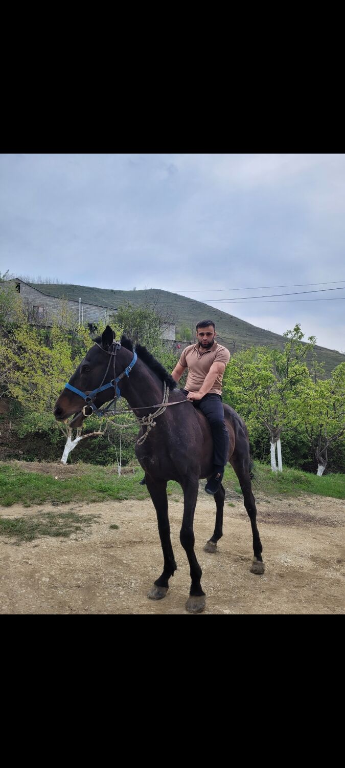 ���� 34650866 ������� ������, 35 ���, ���� ���������� � ������������