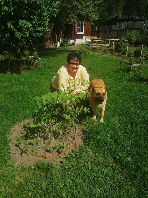 ���� 55083806 ������� ���������, 60 ���, ���� ���������� � ������������