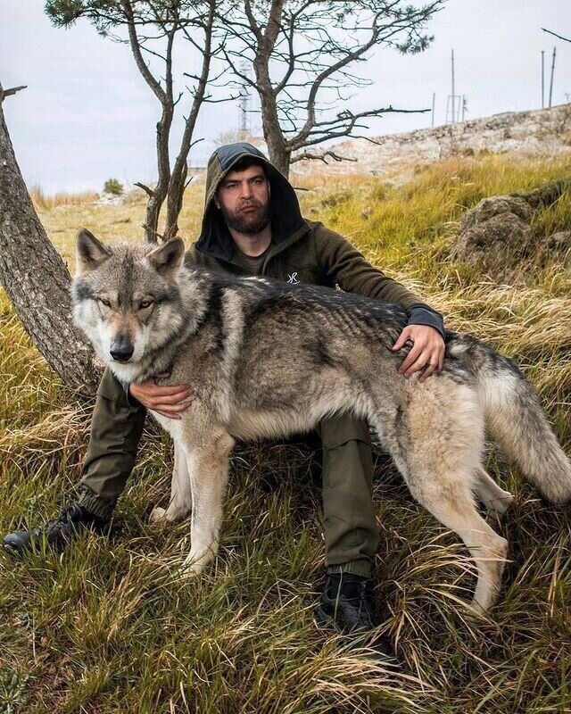 ���������� ������, ���� ������� Zafar, 48 ���, ������������ ��� ������, ����� � ���������