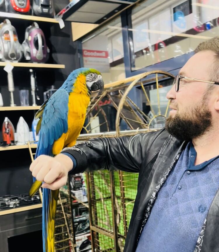 ���� 25383836 ������� Sher, 40 ���, ���� ���������� � ��������