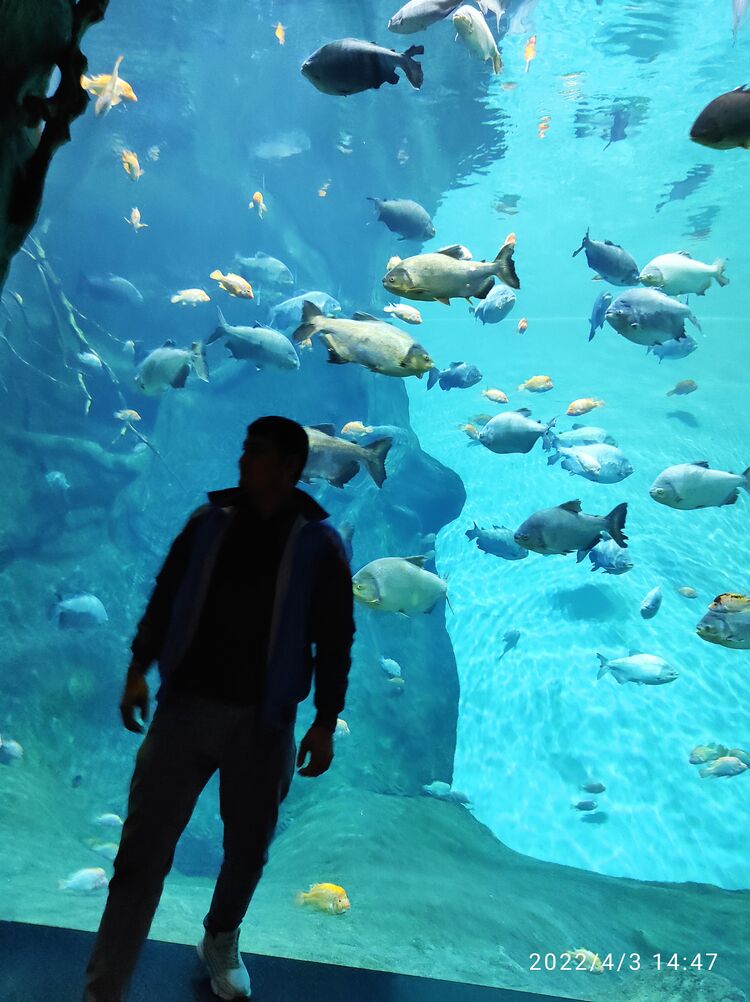  27054746  LAZIZ, 32 ,    