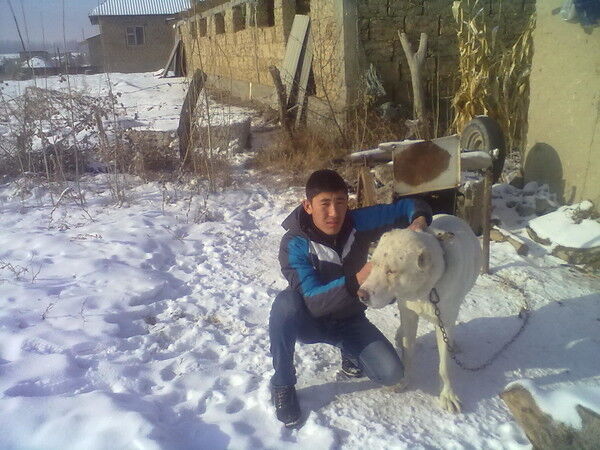 ���������� ������, ���� ������� 0705838695, 31 ���, ������������ ��� ����� � ���������, c�������� ���������, ���������