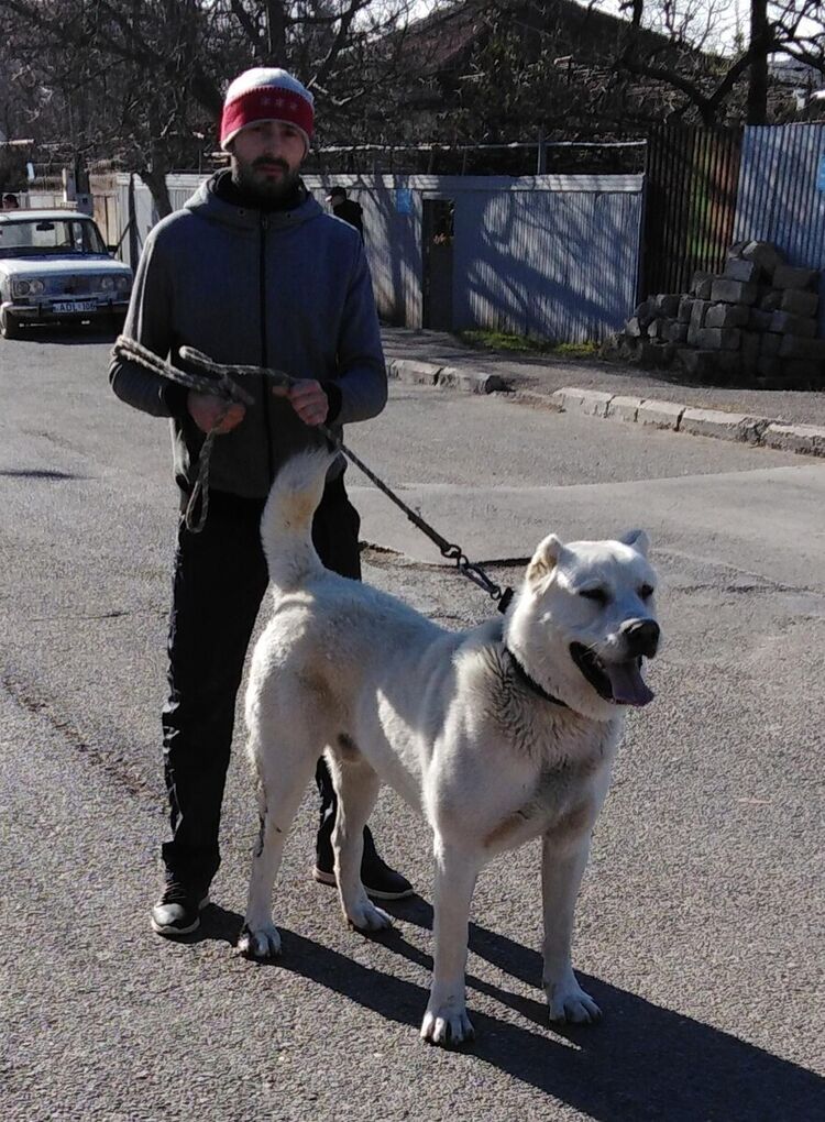 ���� 20495656 ������� Giorgi, 34 ����, ���� ���������� � �����-����������