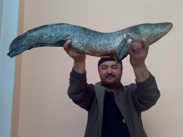  5507516  Rahmon, 55 ,    