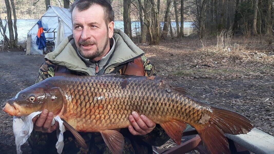 ���� 20472806 ������� ZET, 51 ���, ���� ���������� � ������