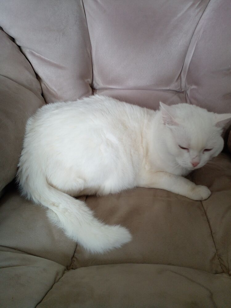 ���������� ������������, ���� ������� ����, 54 ����, ������������ ��� ������, ����� � ���������, c�������� ���������