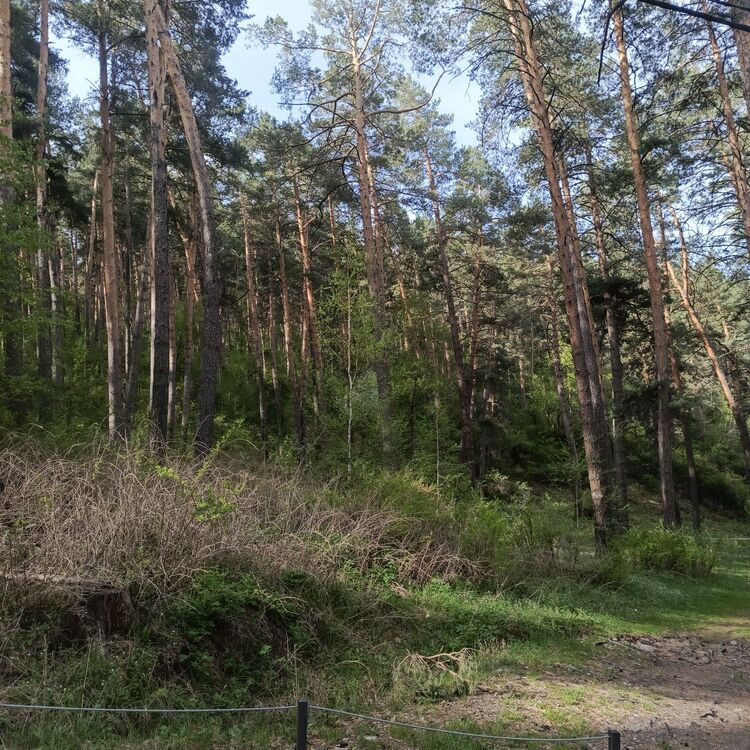 ���������� �����������, ���� ������� �����, 52 ����, ������������ ��� ������, ����� � ���������