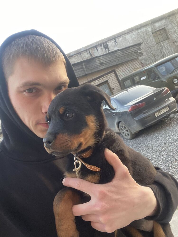 ���� 31113006 ������� ������, 29 ���, ���� ���������� � ������������