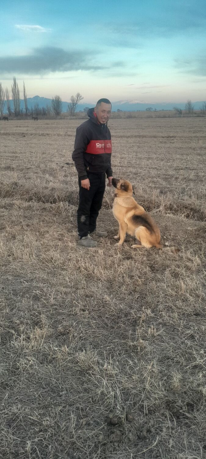 ���� 55785906 ������� Kutman, 30 ���, ���� ���������� � ��������