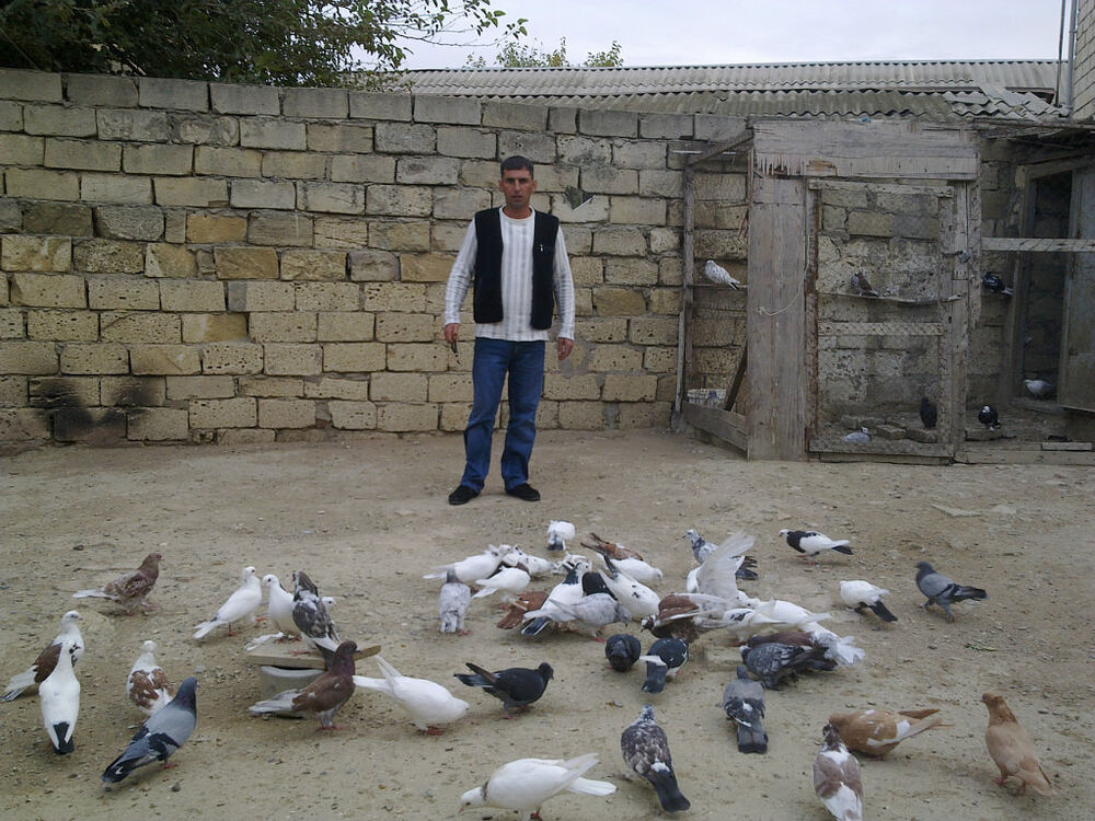 ���������� ����, ���� ������� Teymur, 44 ����, ������������ ��� ������