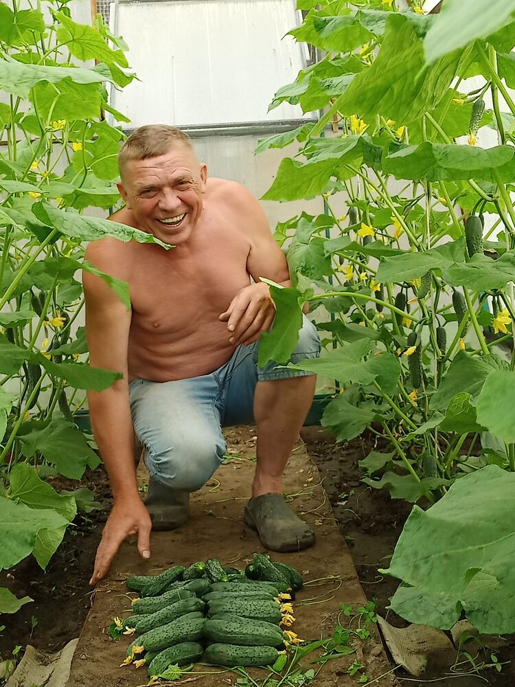  52078546  , 66 ,    --