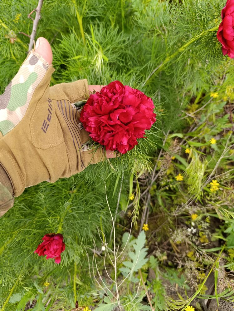 ���� 56245276 ������� ����, 30 ���, ���� ���������� � �������