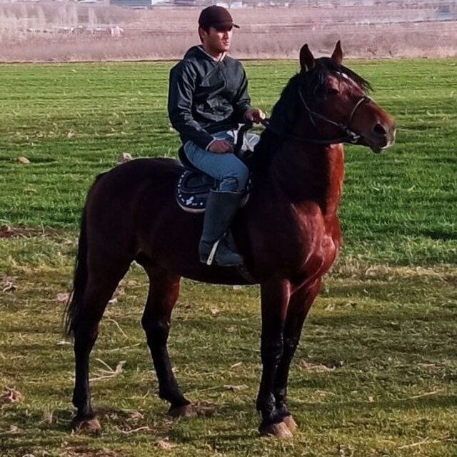 ���� 41375106 ������� ������, 34 ����, ���� ���������� � ��������