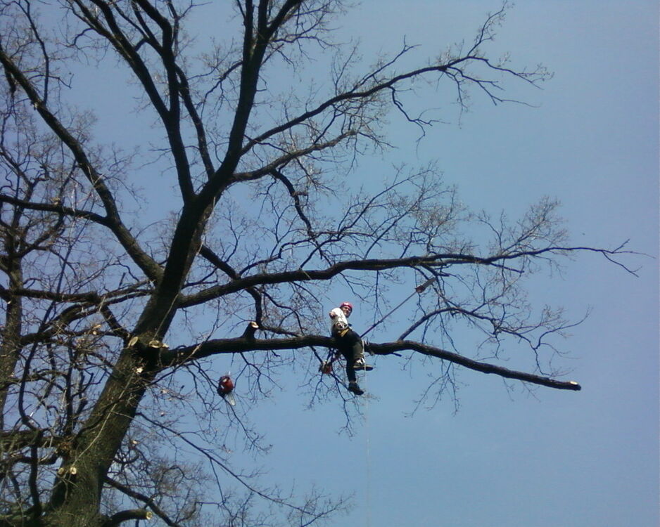 ���������� ����, ���� ������� �������, 44 ����, ������������ ��� ����� � ���������, c�������� ���������