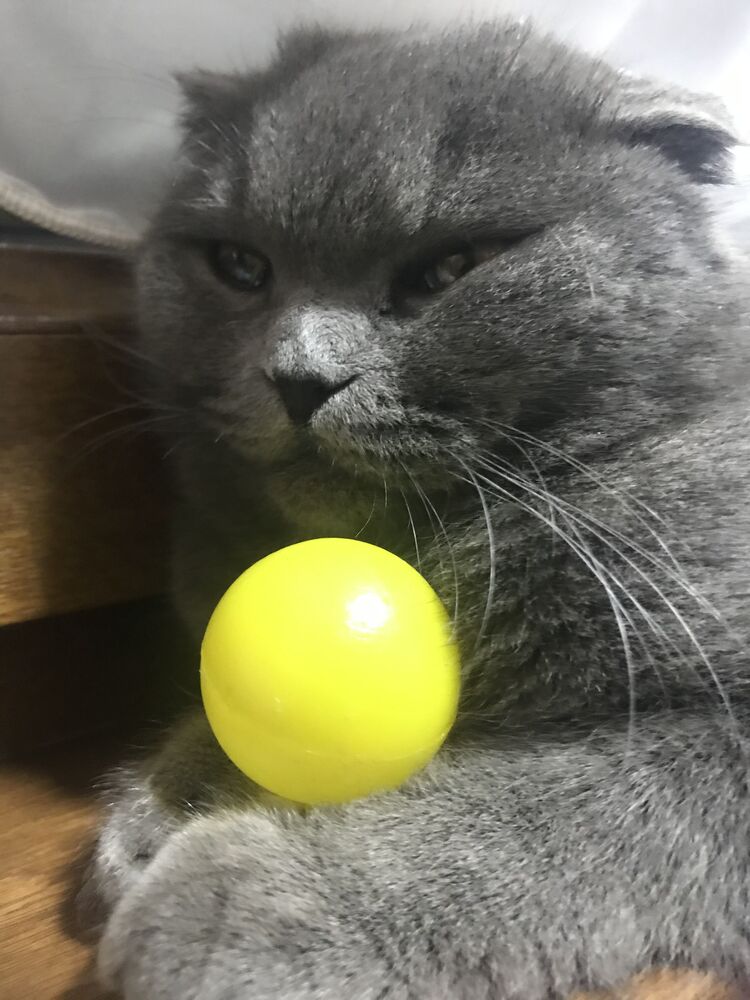 ���������� �������, ���� ����� ����, 21 ���, ������������ ��� ����� � ���������, c�������� ���������, ���������