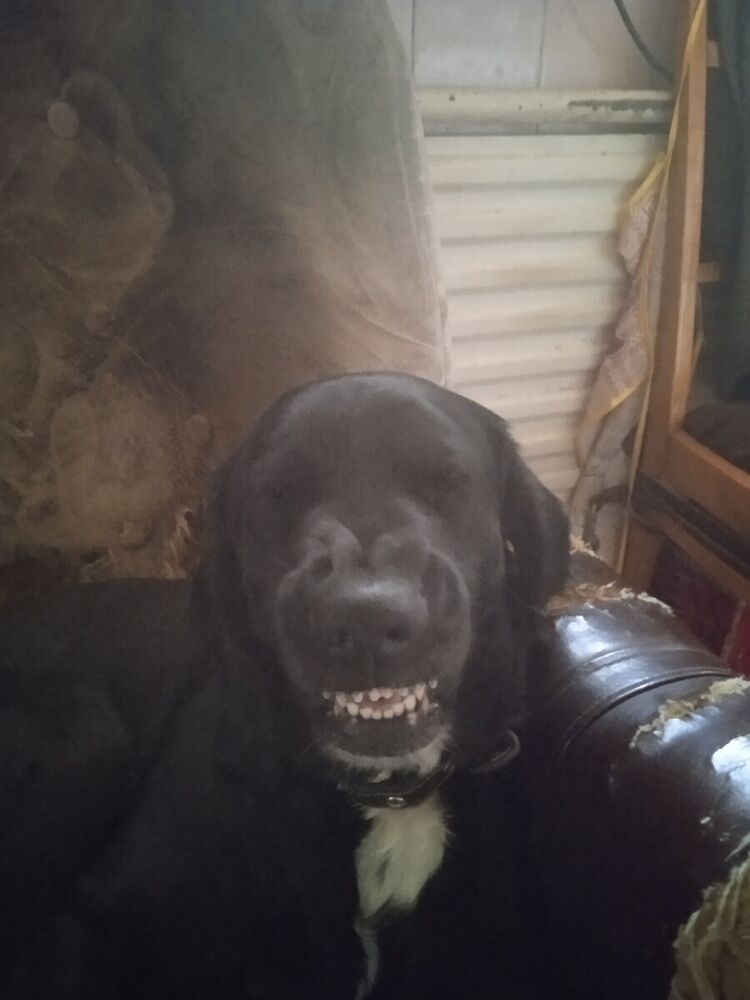 ���������� �������, ���� ������� �������, 44 ����, ������������ ��� c�������� ���������