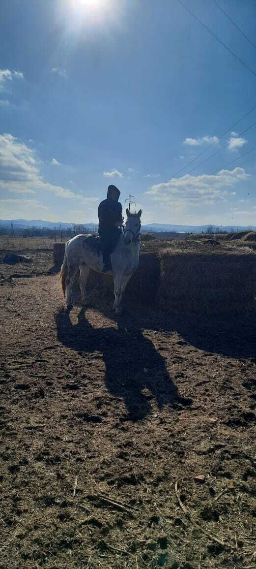  43158606  , 30 ,    