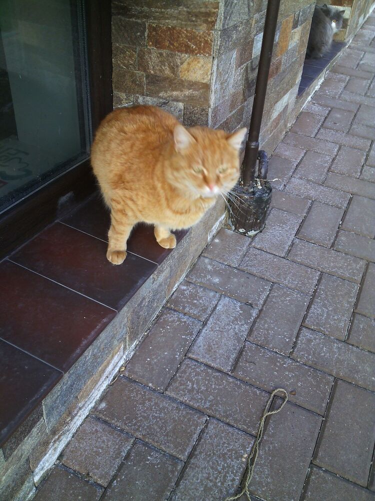 ���������� �������, ���� ������� Sasa, 39 ���, ������������ 