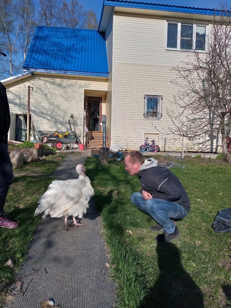 ���������� ���������, ���� ������� ������, 44 ����, ������������ ��� c�������� ���������