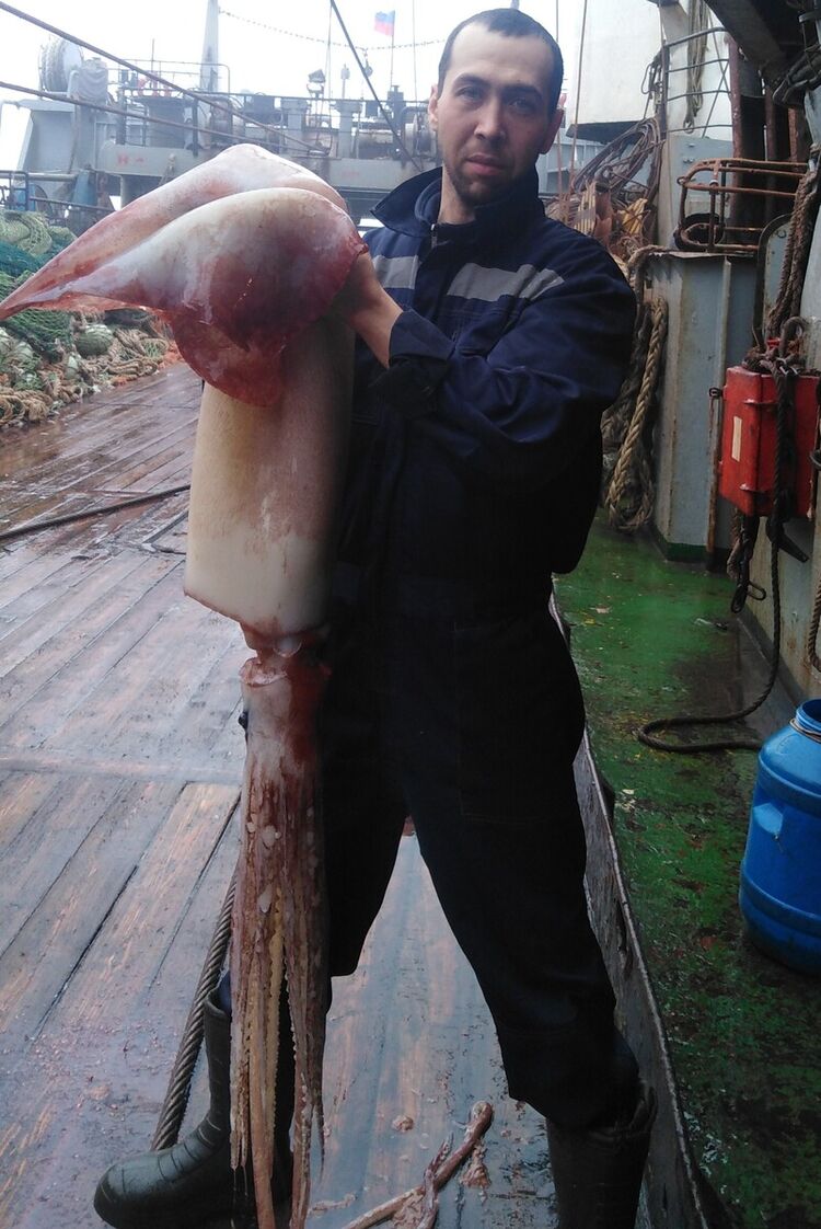 ���������� �����������, ���� ������� ������, 38 ���, ������������ ��� ������, ����� � ���������, c�������� ���������