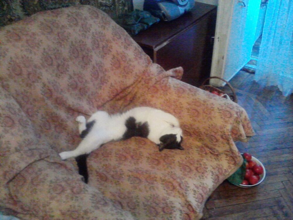 ���������� ������, ���� ������� ��������, 48 ���, ������������ ��� ������