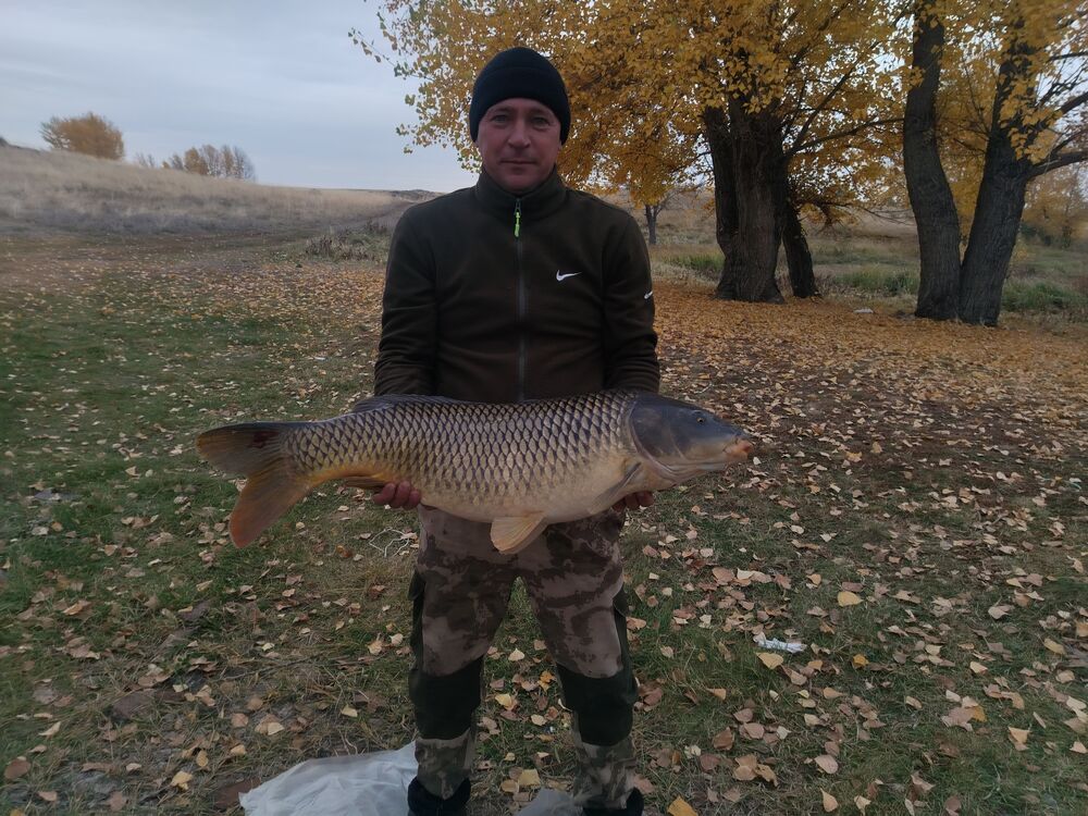 ���������� ���������, ���� ������� �������, 50 ���, ������������ ��� ������, ����� � ���������