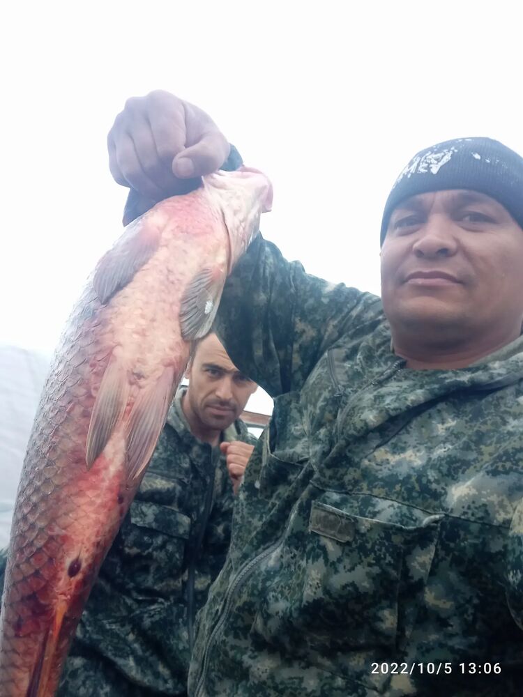 ���� 38731976 ������� ��������, 40 ���, ���� ���������� � ������������