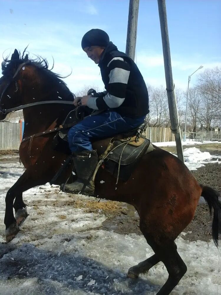 ���������� ����-�����������, ���� ������� Arhat, 36 ���, ������������ ��� ������, ����� � ���������