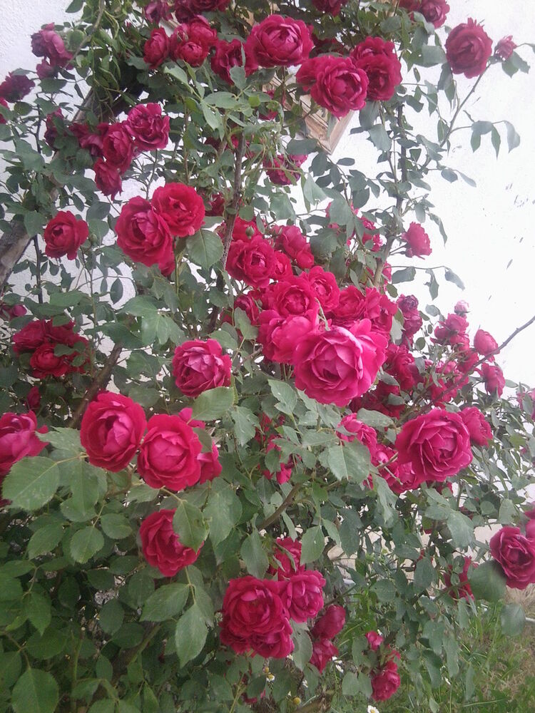  5939506  Cebiyev, 61 ,    