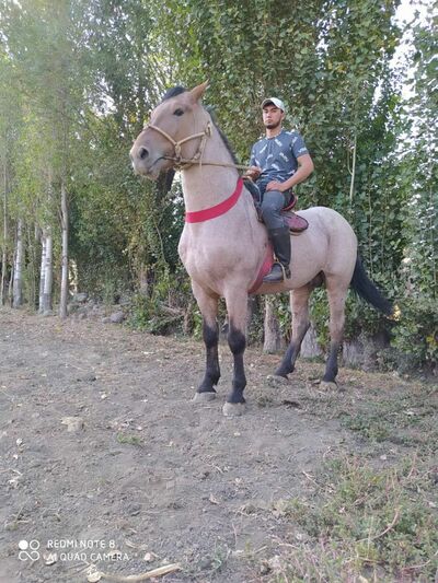  ,   Narzullo, 25 ,   ,   